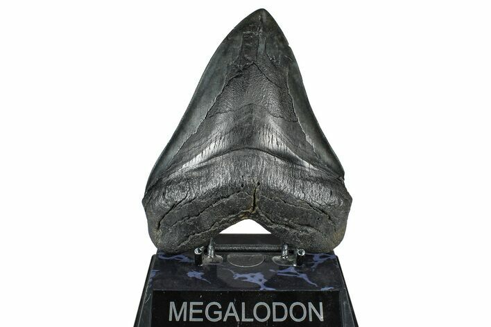 Bargain, Fossil Megalodon Tooth - South Carolina #371763